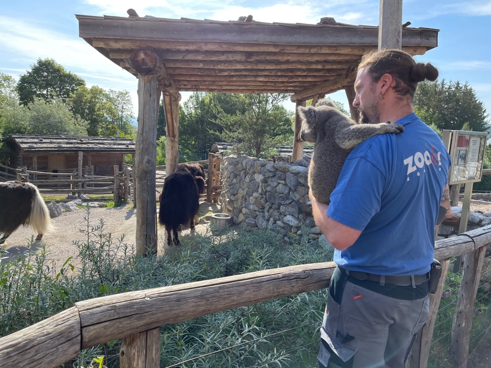 Tierpfleger Philipp Lederle macht einen Spaziergang durch den Zoo mit Koala Uki.