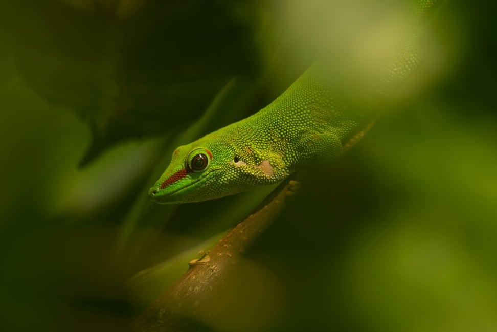 Foto: Zoo Zürich, Manuel Bachmann Grosser Madagaskar-Taggecko im Masoala Regenwald des Zoo Zürich.