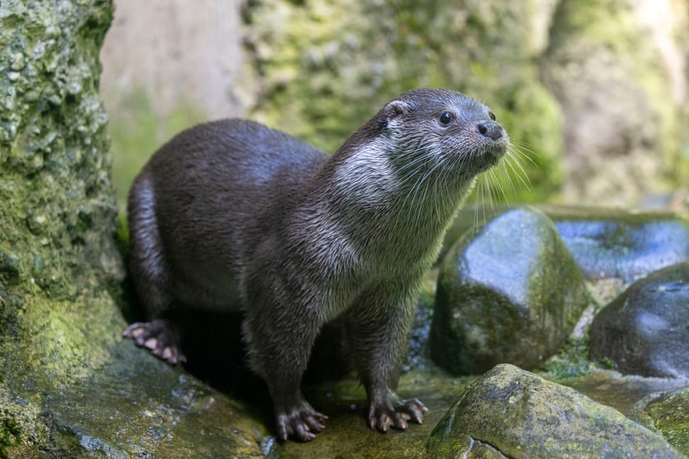 Europäischer Fischotter Tom im Zoo Zürich.