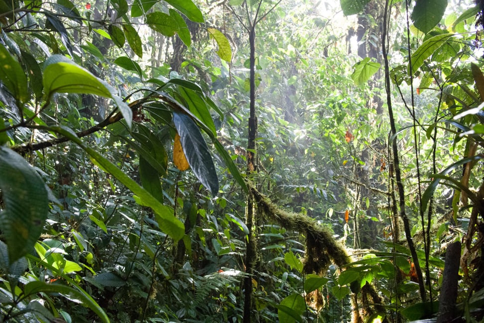 Südamerikanischer Regenwald