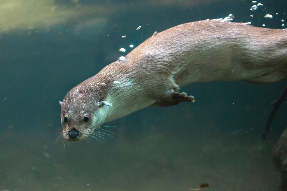 Europäischer Fischotter Tom im Zoo Zürich.