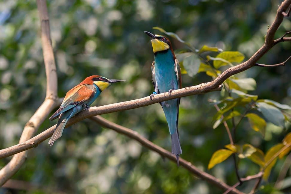 Foto: Zoo Zürich, Enzo Franchini Bienenfresser im Masoala Regenwald Regenwald des Zoo Zürich.
