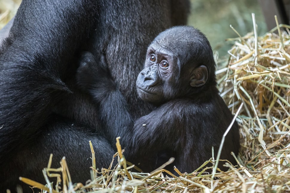 Westlicher Flachlandgorilla Mawimbi im Zoo Zürich.