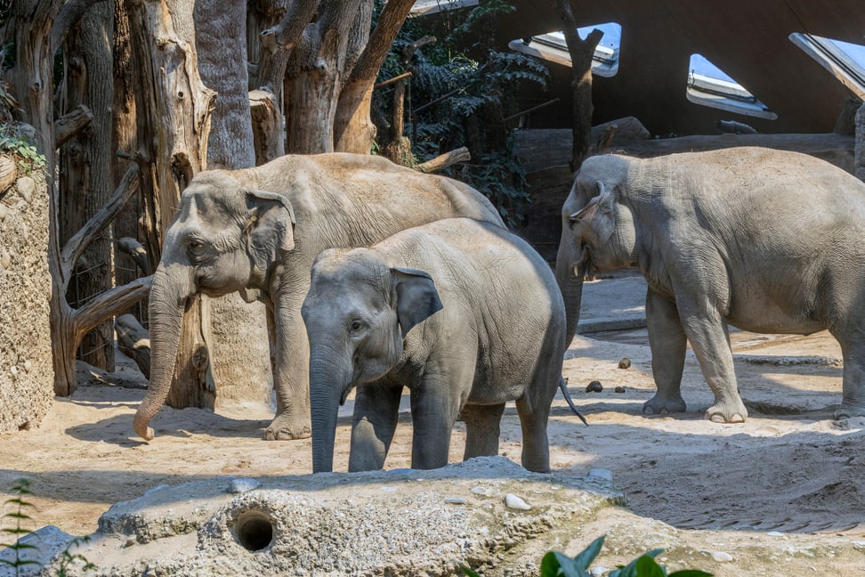 Asiatische Elefanten (v.l.) Ceyla-Himali, Ruwani und Farha im Kaeng Krachan Elefantenpark des Zoo Zürich.