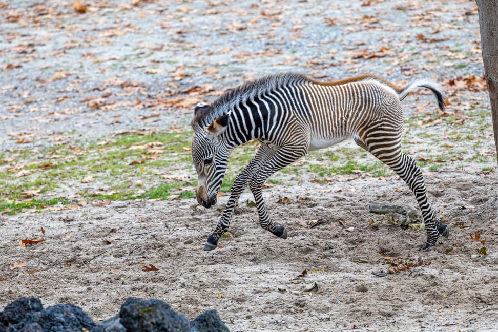 Grevyzebra-Fohlen in der Lewa Savanne des Zoo Zürich.