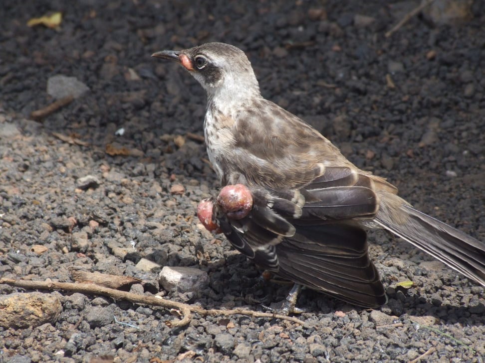 Spottdrossel mit Vogelpocken