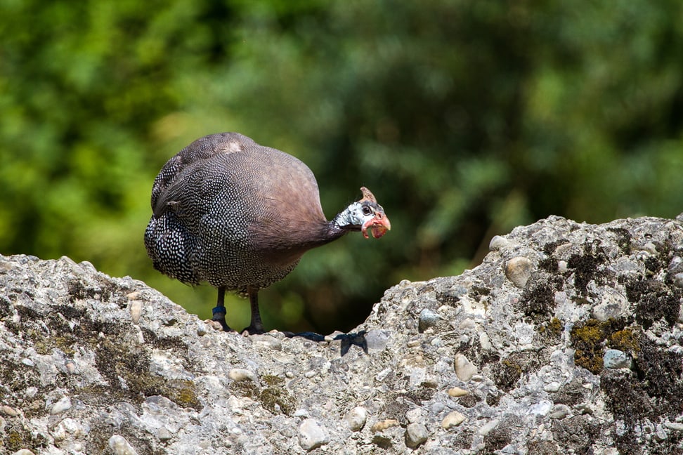 Helmperlhuhn im Zoo Zürich.