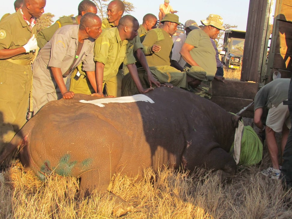 Nashorn-Translokation in Kenia.