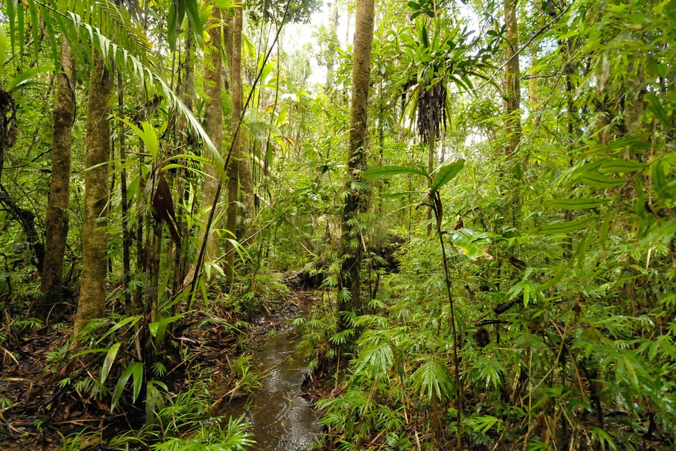 Masoala-Nationalpark auf Madagaskar.