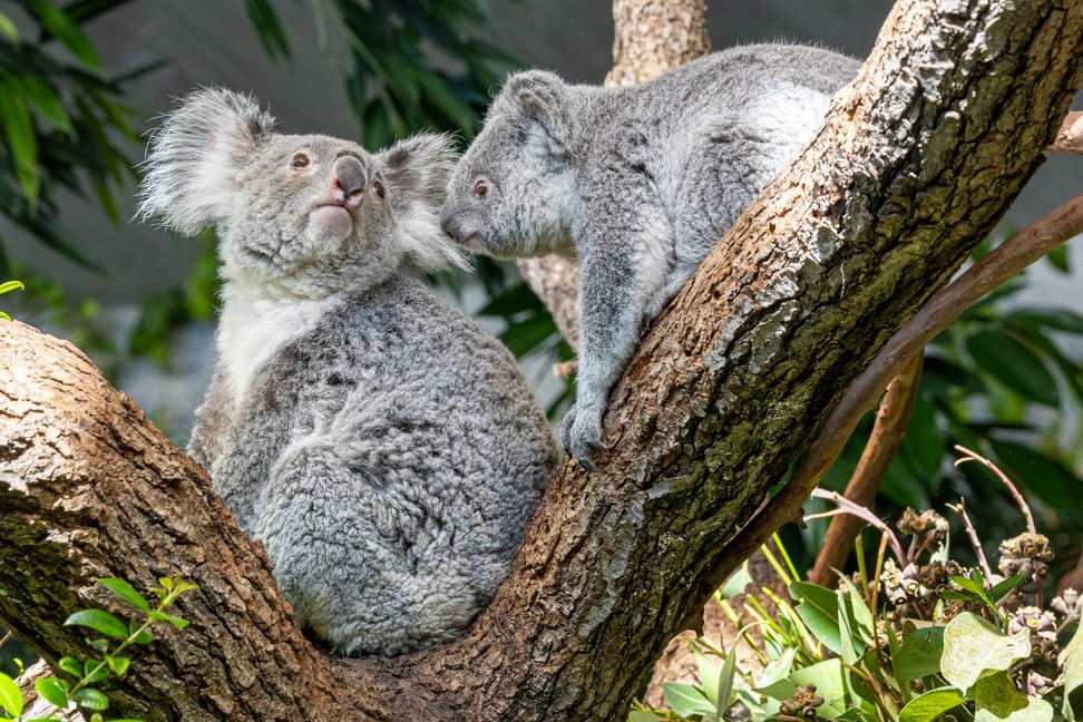 Koalas im Zoo Zürich.