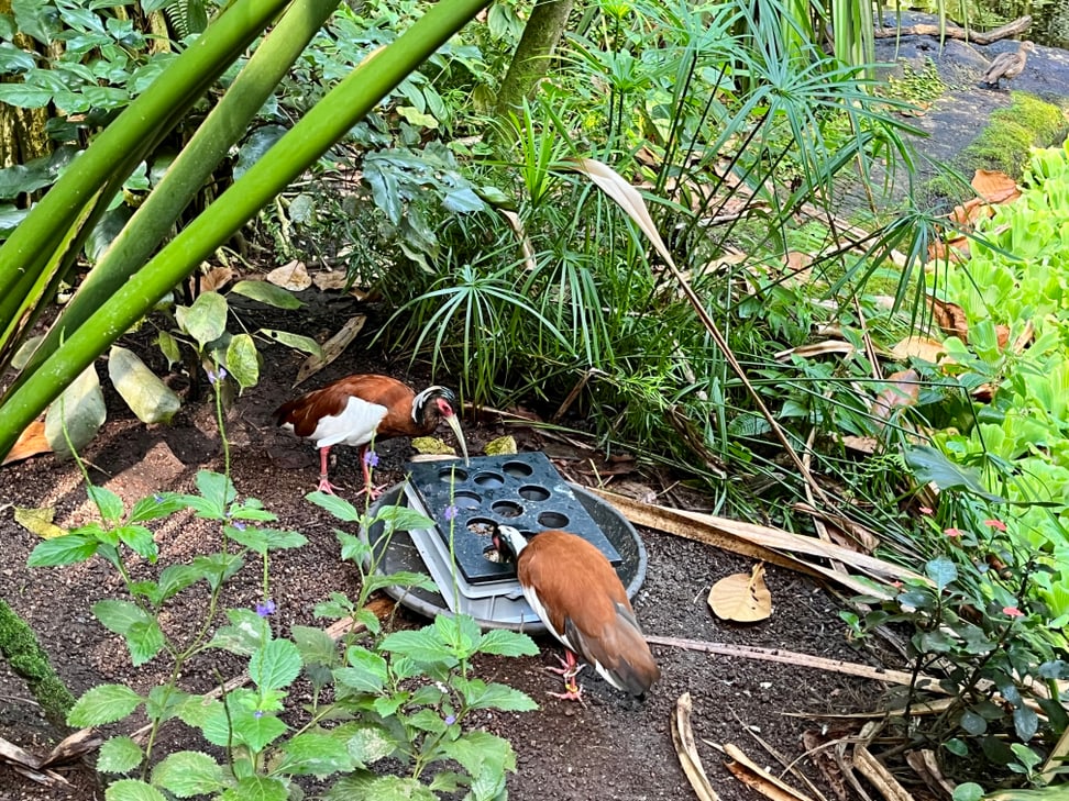 Mähnenibisse verköstigen sich an der spezielle für diese Vogelart konzipierten Stocherkiste.