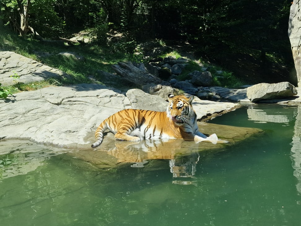 Amurtiger mit Futterglace im Zoo Zürich.