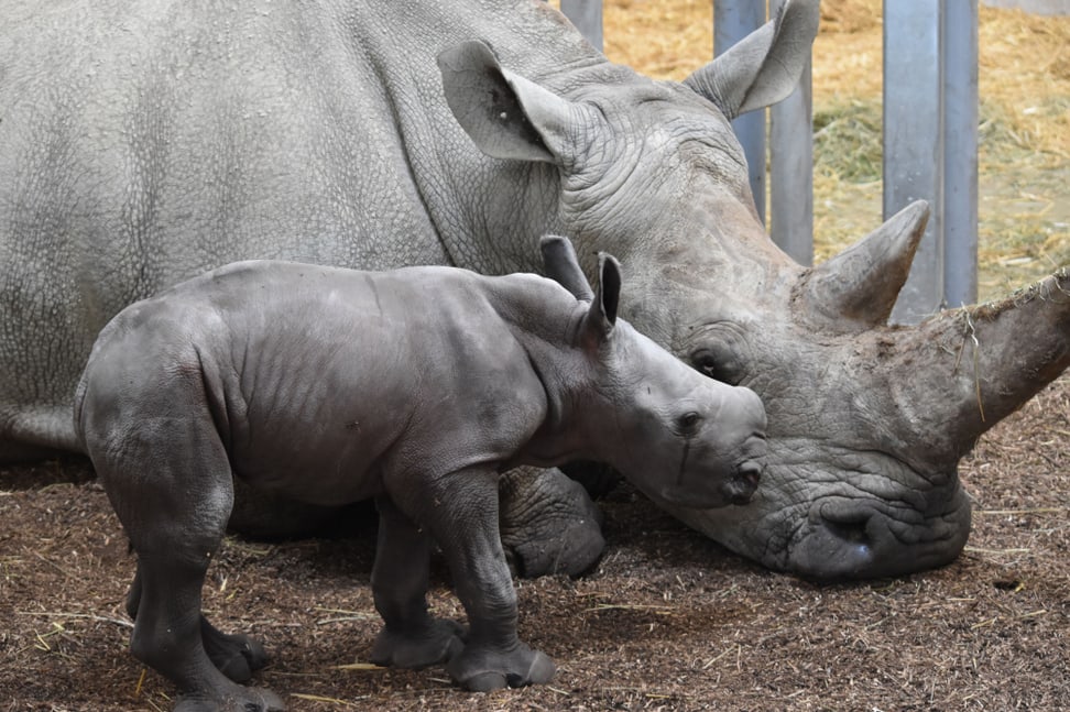 Foto: Zoo Zürich, Pascal Marty Breitmaulnashorn Ushindi im Zoo Zürich.