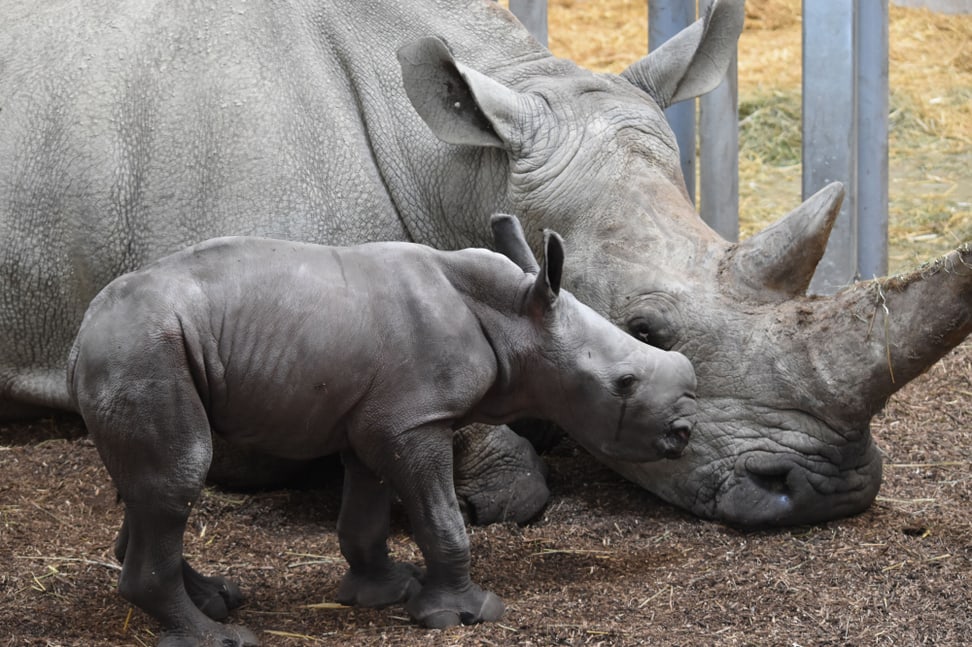 Breitmaulnashorn Ushindi im Zoo Zürich.