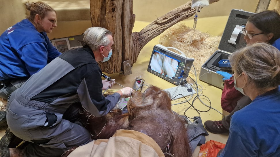Tierarztteam und Tierpflegerinnen untersuchen Orang-Utan Djarius