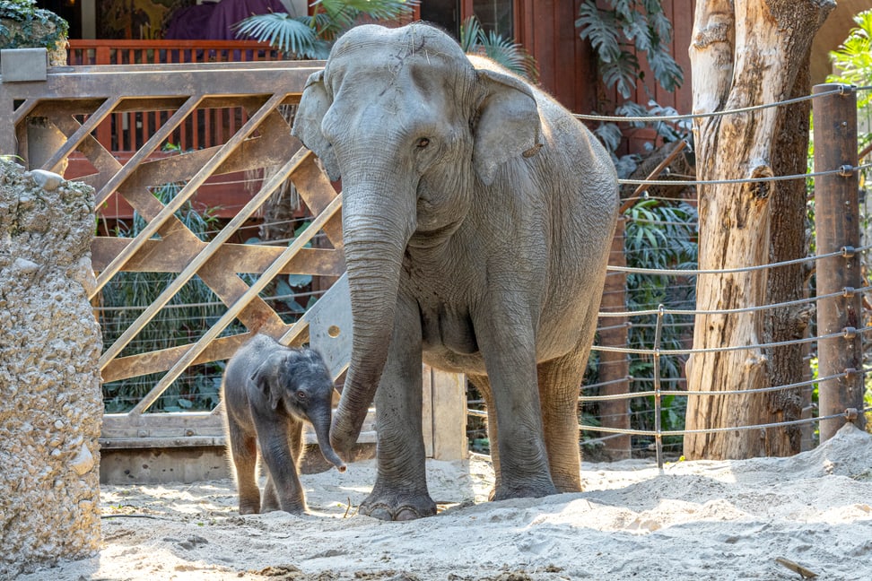 Elefanten-Jungtier im Zoo Zürich