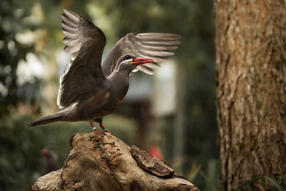 Inkaseeschwalbe beim Flügel schlagen