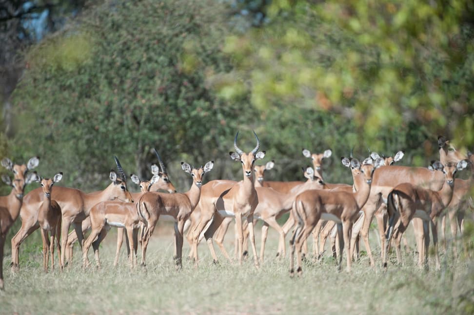 Impalas im Lewa Wildlife Conservancy in Kenia.