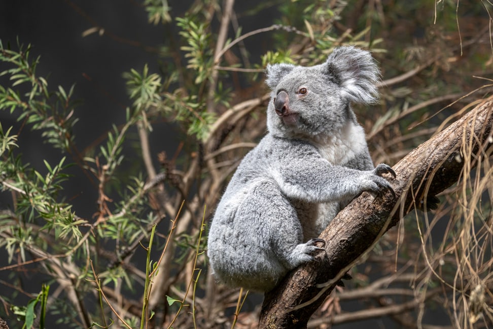 Koalaweibchen Téa im Zoo Zürich.