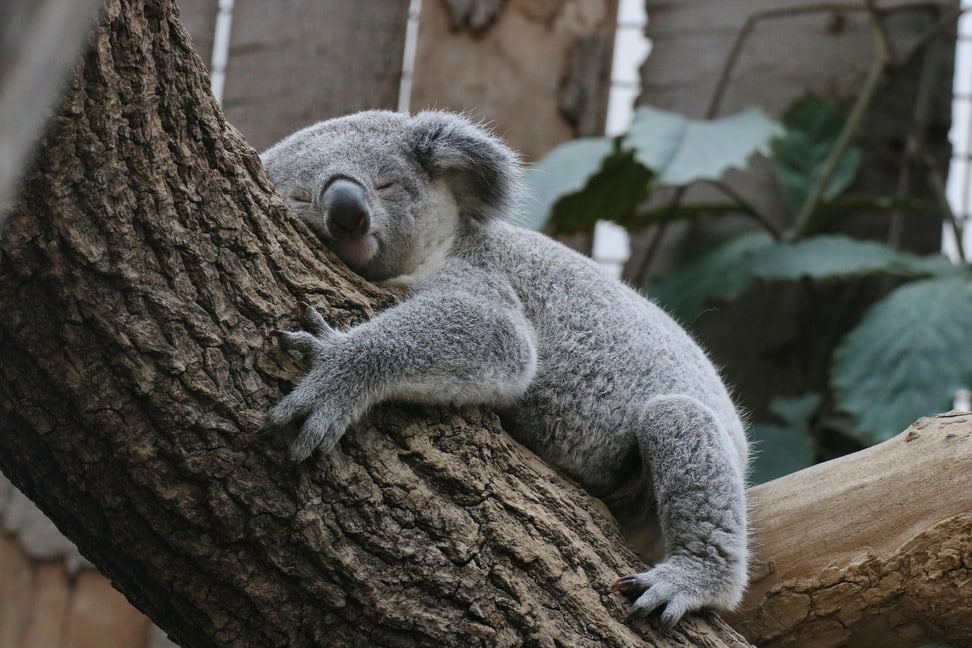 Koala-Männchen Tarni im Zoo Duisburg.