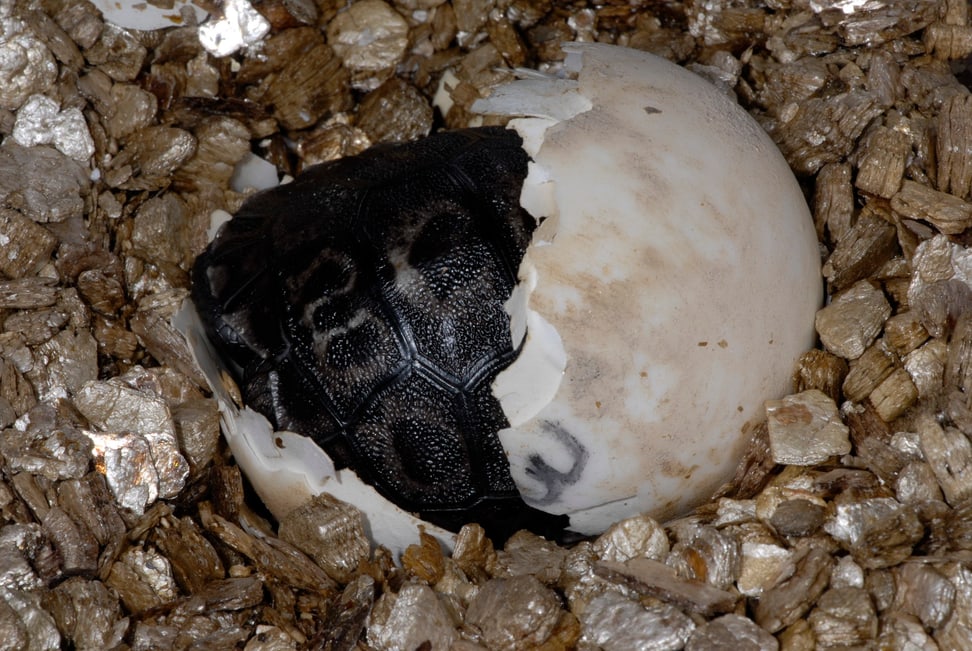 Galapagos-Riesenschildkröte beim Schlüpfen im Zoo Zürich.