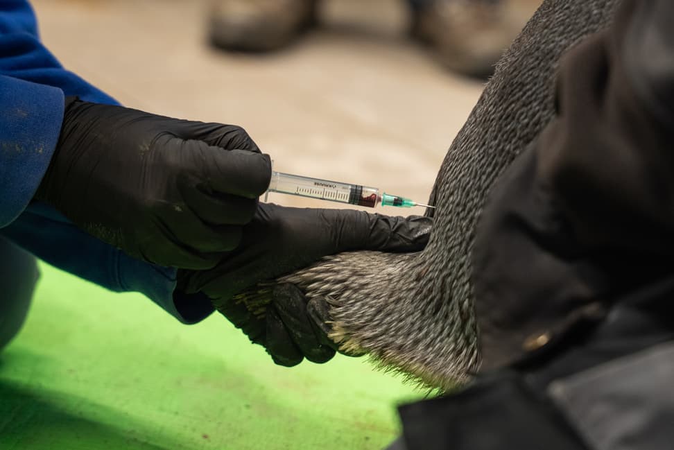 Blutabnahme beim Pinguin, nah