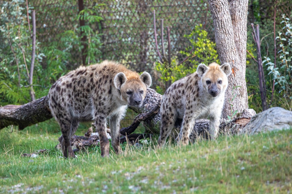 Foto: Zoo Zürich, Enzo Franchini Tüpfelhyänen Masangao und Tesi in der Lewa Savanne des Zoo Zürich.