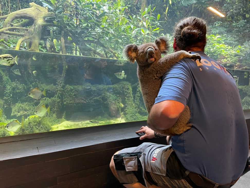 Tierpfleger Philipp Lederle macht einen Spaziergang durch den Zoo mit Koala Uki.