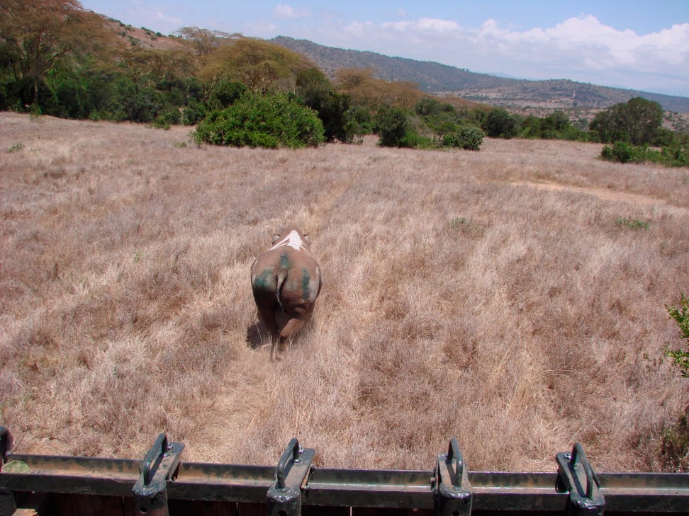 Ein Spitzmaulnashorn aus Lewa wird im neuen Schutzgebiet in die Wildnis entlassen.