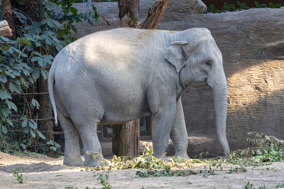 Elefantenkuh Farha auf der Innenanlagen im Zoo Zürich.