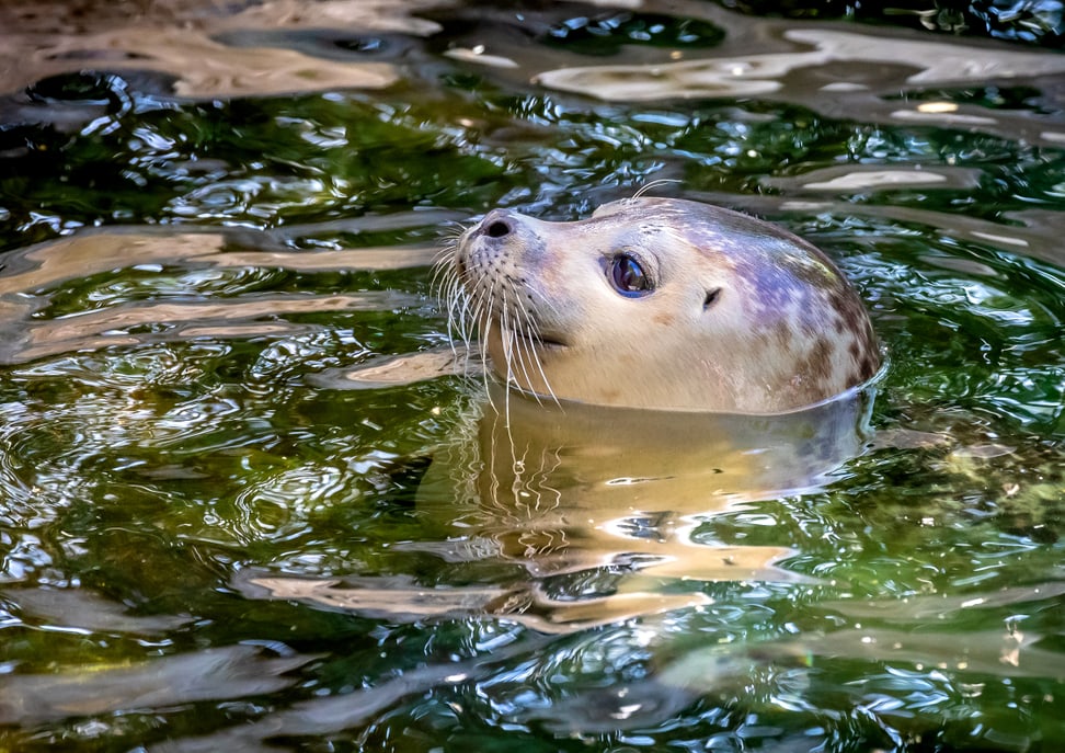 Foto: Zoo Zürich, Albert Schmidmeister Seehund im Zoo Zürich.