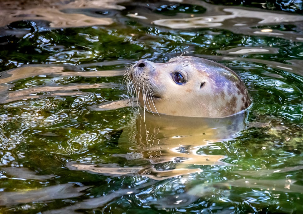 Seehund im Zoo Zürich.