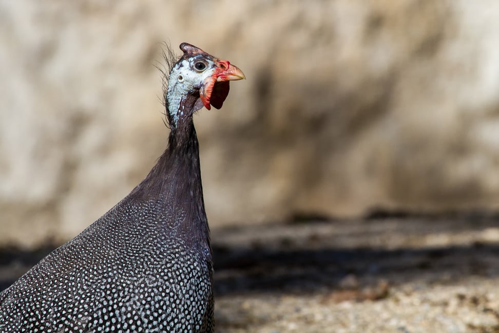 Helmperlhuhn im Zoo Zürich.