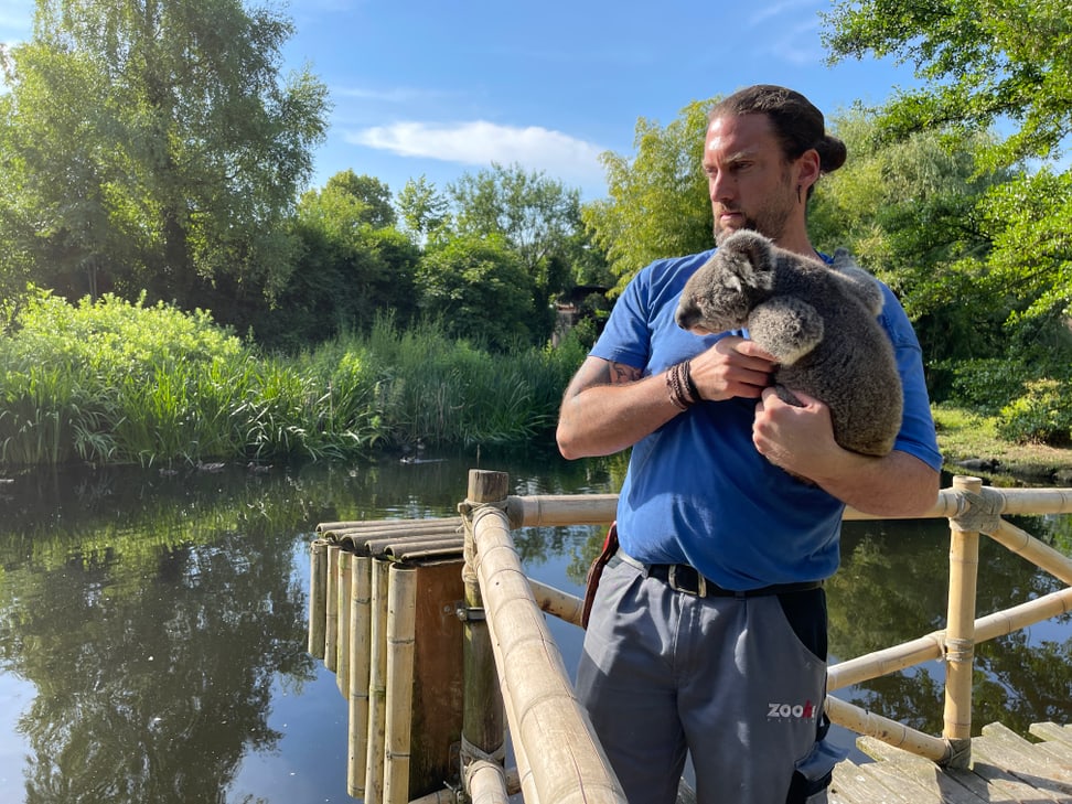 Tierpfleger Philipp Lederle macht einen Spaziergang durch den Zoo mit Koala Uki.