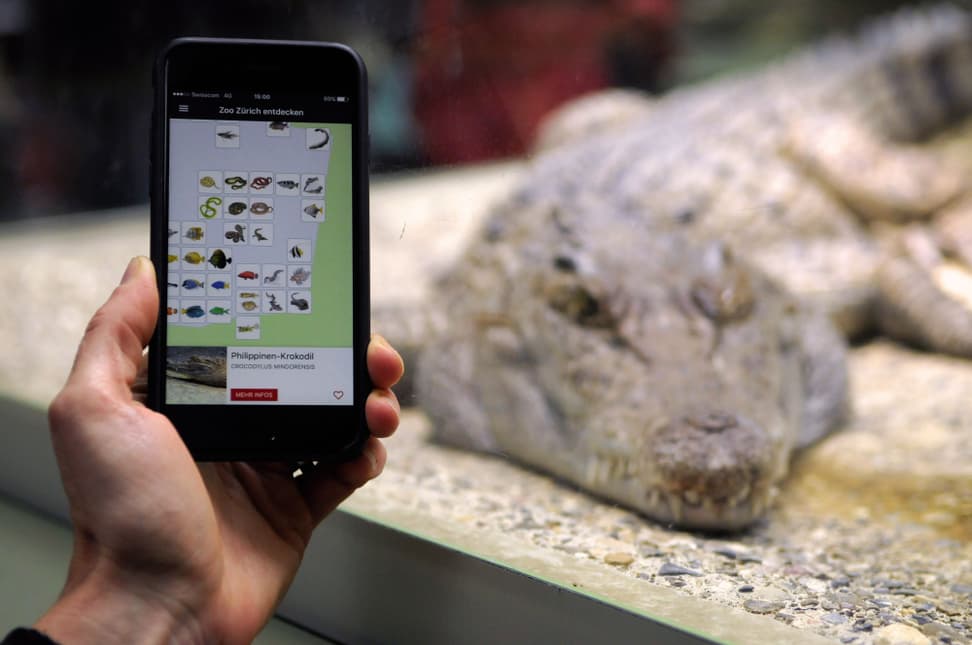 Foto: Zoo Zürich, Dominik Ryser Zoo-App beim Philippinen-Krokodil
