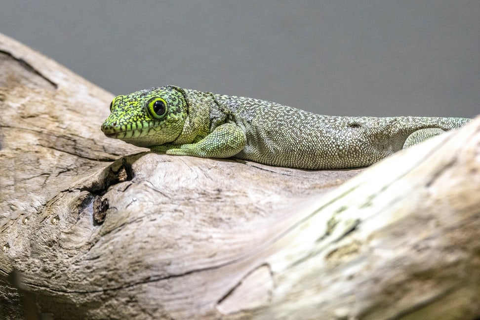 Querstreifen-Taggecko im Zoo Zürich.