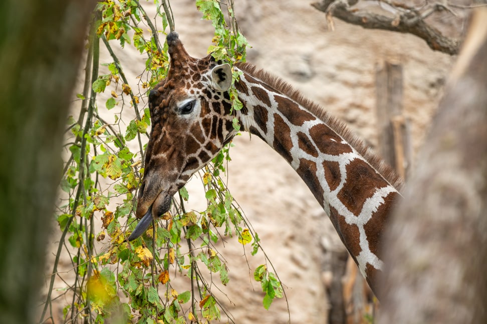 Netzgiraffenbulle Obi im Giraffenhaus der Lewa Savanne des Zoo Zürich.