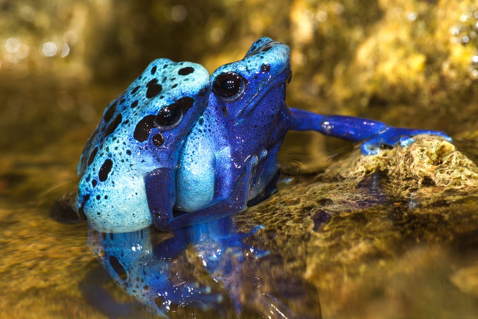 Blaue Pfeilgiftfrösche im Zoo Zürich.