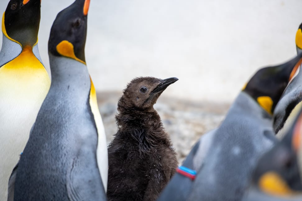 Foto: Zoo Zürich, Pascal Marty Königspinguine