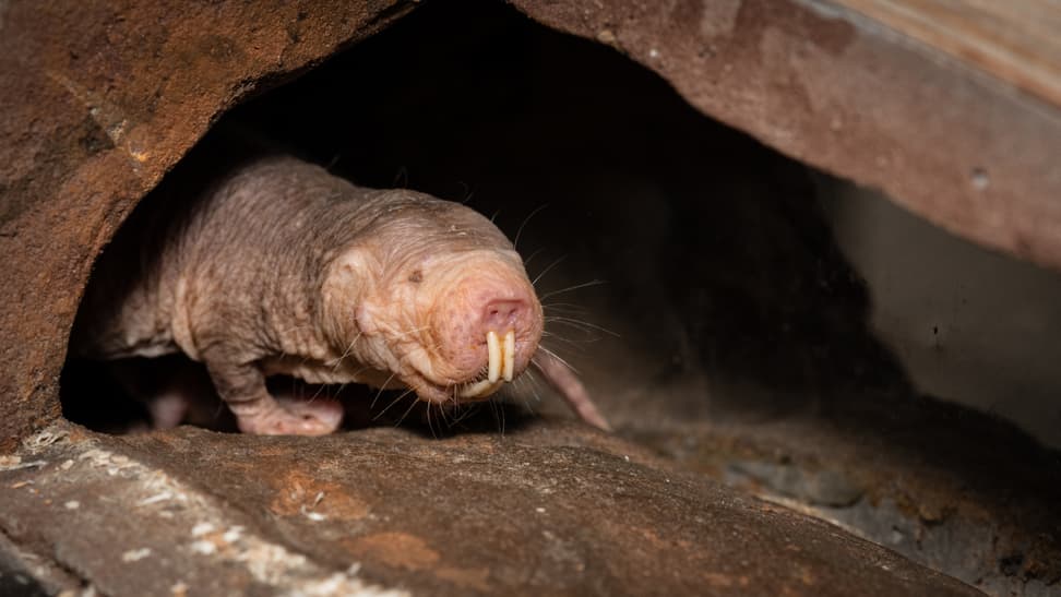 Foto: Zoo Zürich, Marco Schaffner Nacktmull in der Lewa Savanne im Zoo Zürich.