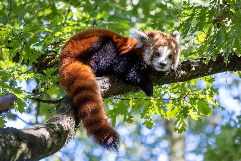 Foto: Zoo Zürich, Enzo Franchini Kleiner Panda Tiang Tang pausiert nach dem Klettern.