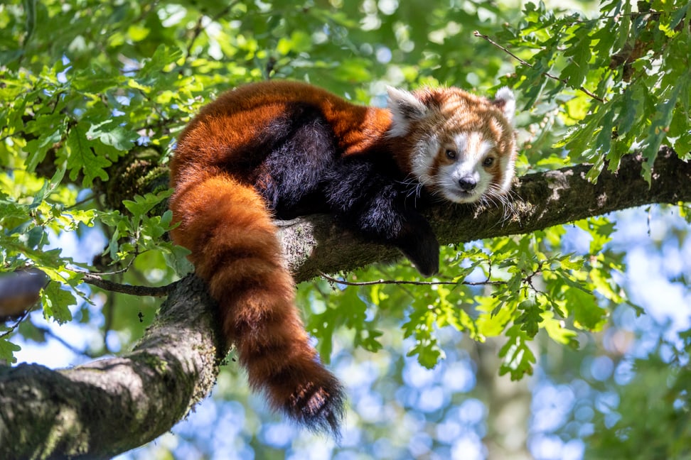 Kleiner Panda Tiang Tang pausiert nach dem Klettern. 