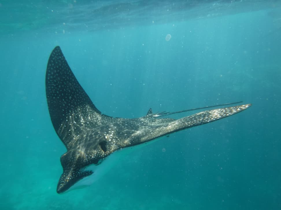 Spotted eagle ray - Kate Rattray