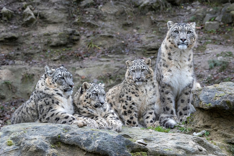 Schneeleoparden Saida, Warjun, Wajra und Shahrukh im Zoo Zürich. 