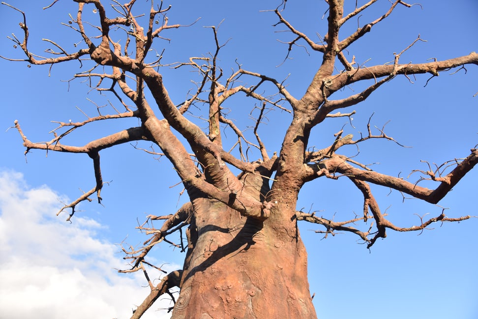 Foto: Zoo Zürich, Robert Zingg Baobab in der Lewa Savanne im Zoo Zürich.