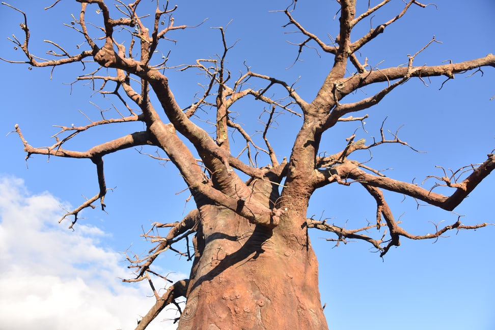 Baobab in der Lewa Savanne im Zoo Zürich.