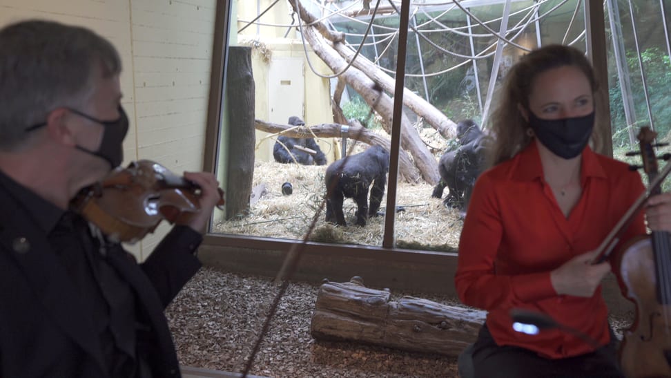 Videostill: Zoo Zürich, Samer Angelone Das Streichquartett des Zürcher Kammerorchesters spielt bei den Flachlandgorillas im Zoo Zürich.