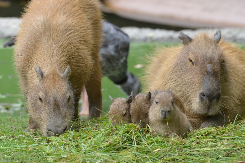 Capybaras im Zoo Zürich beim Gras Fressen.