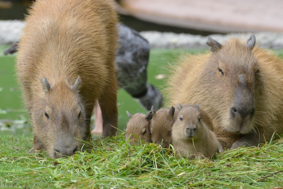 Foto: Zoo Zürich, Leyla Davis Capybaras im Zoo Zürich beim Gras Fressen.