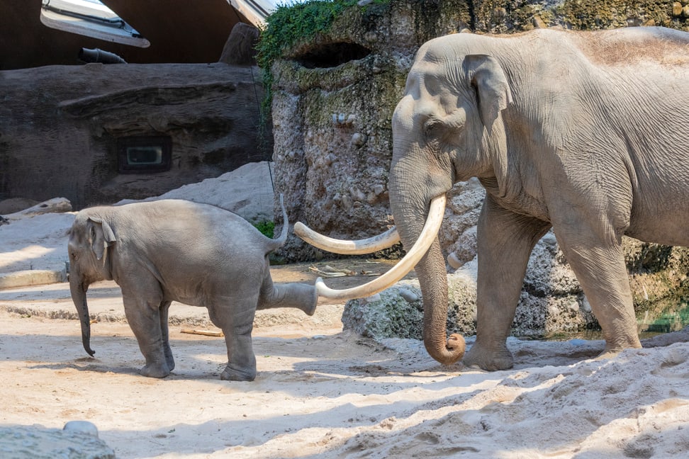 Asiatische Elefanten Maxi und Ruwanin im Kaeng Krachan Elefantenpark im Zoo Zürich.